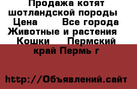 Продажа котят шотландской породы › Цена ­ - - Все города Животные и растения » Кошки   . Пермский край,Пермь г.